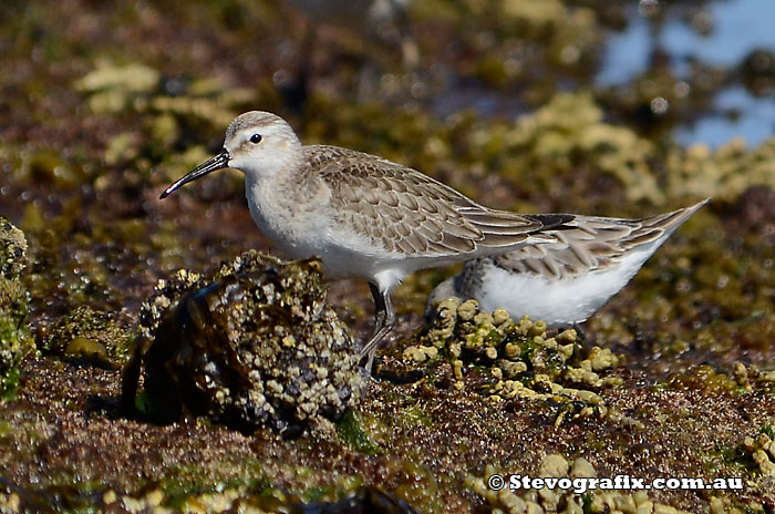 Curlew Sandpiper